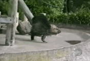 Excited Gorilla — Memes meme
