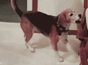 Dog Jumping Excited — Memes meme