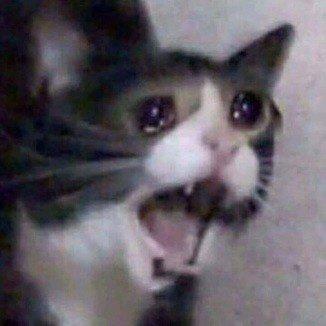 Screaming crying cat — Reaction meme