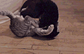 Kung Fu Cat — Memes meme