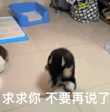 Dog Covering Ears — Reaction meme