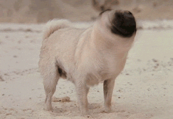 Dog Ready for Liftoff — Memes meme
