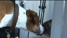 Cat Slapping Dog — Memes meme