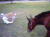 Horse Chasing Dog — Memes meme