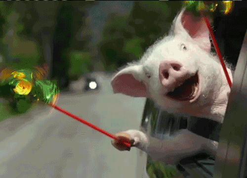 Pig Cheering in Car — Reaction meme