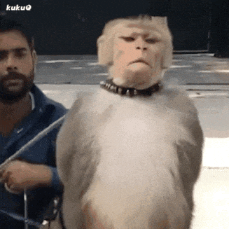 Monkey Salute — Reaction meme