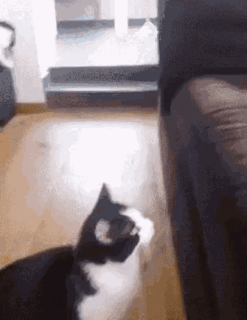 Cat sofa jump failure — Reaction meme
