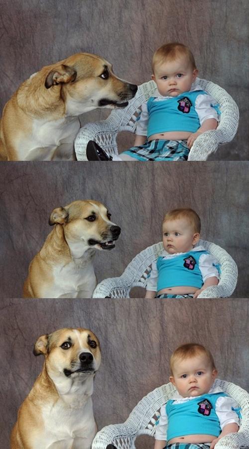 Dad Joke Dog meme template — Templates meme