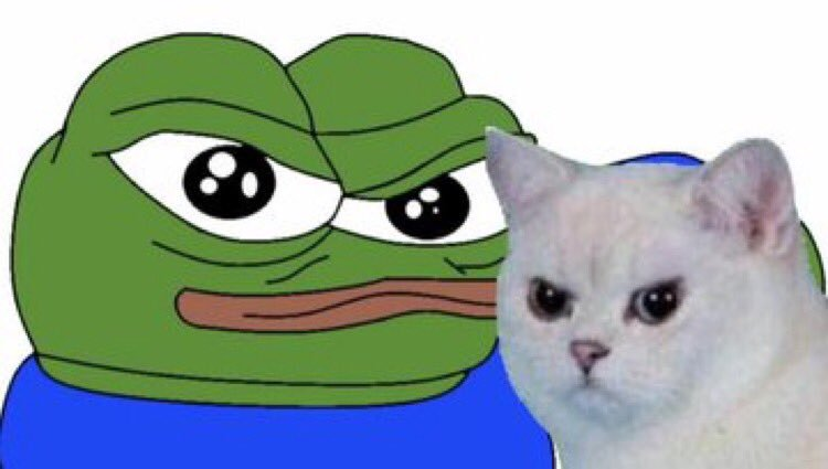 Pepe and angry cat meme — Pepe meme
