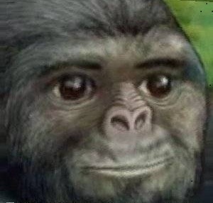 Gorilla jimmies rustled face up close — Reaction meme