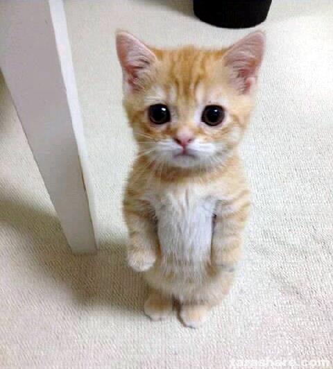 Cute Cat meme template — Templates meme