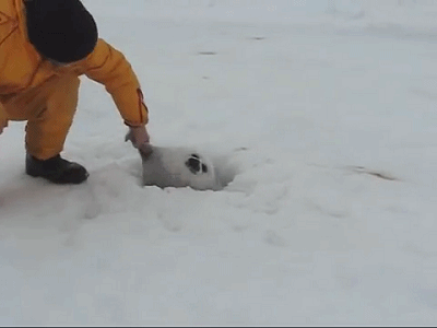 Chubby Seal Got Caught — Reaction meme