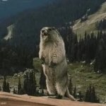 Yelling Beaver meme template — Templates meme