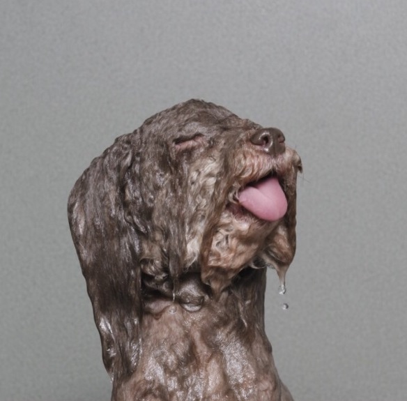 Happy wet dog — Reaction meme