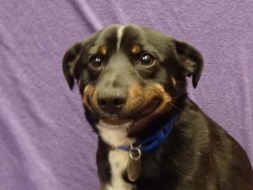 Sad doggo — Reaction meme