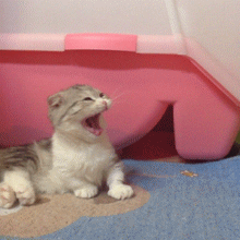 Cat Throwing a Fit — Memes meme