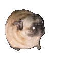 Pug dancing — Reaction meme