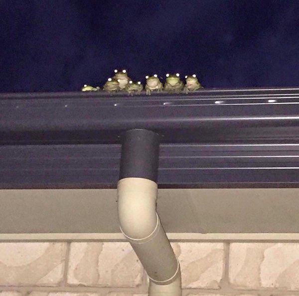 Frogs watching you from roof — Reaction meme