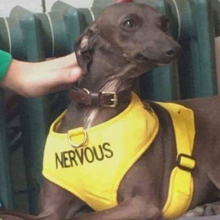 Dog nervous vest — Reaction meme