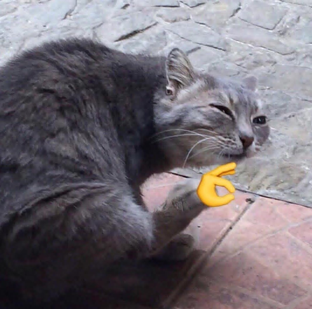 Cat ok emoji hand — Reaction meme
