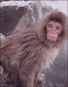 Hocked Japanese Macaque / Snow Monkey — Reaction meme
