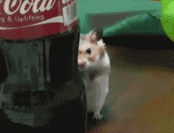 Hamster Staring — Memes meme