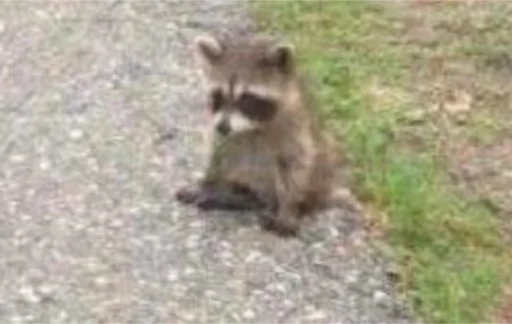 Waving raccoon Cali Pack 3 sticker — Sticker Packs meme