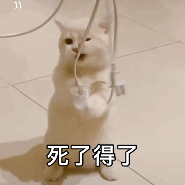 死了算了 Suicidal Cat — Reaction meme