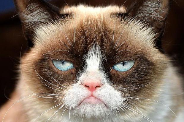 Grumpy Cat Not Amused meme template — Templates meme