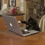 Typing kitty meme template — Templates meme