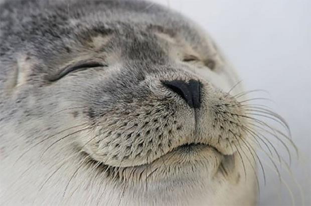 Satisfied Seal meme template — Templates meme