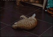 Over Excited Cat — Memes meme