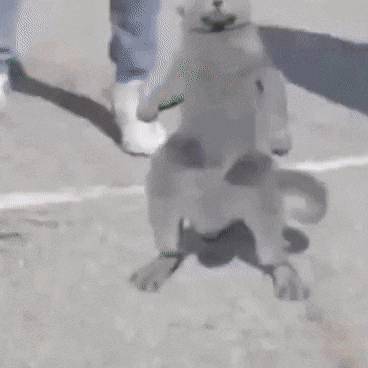 Cat dancing with guys — Reaction meme