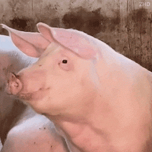 Pig Turning Head Staring — Reaction meme