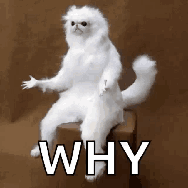 Stuffed persian cat why — Reaction meme