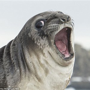 Seal laughing — Reaction meme
