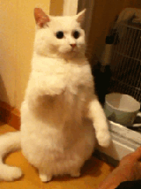 I'm the Lucky Cat — Memes meme