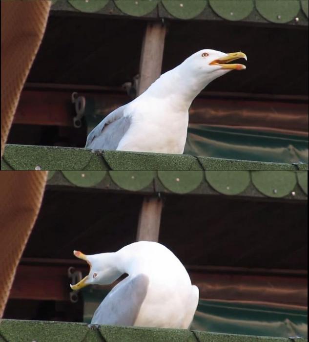 Screaming seagull — Reaction meme