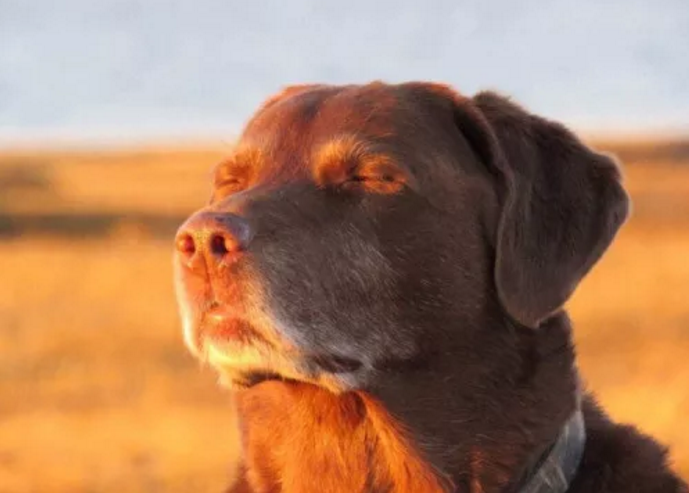 Restful doggo — Reaction meme