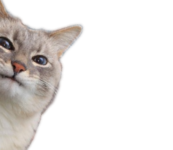 Cat peeking around corner — Reaction meme