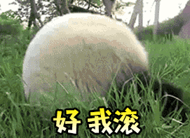 Panda Rolling — Reaction meme