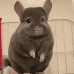 Mouse Wiping Nose — Memes meme
