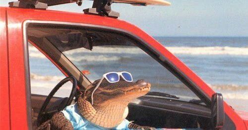 Gator chad soaking up rays in car — Reaction meme