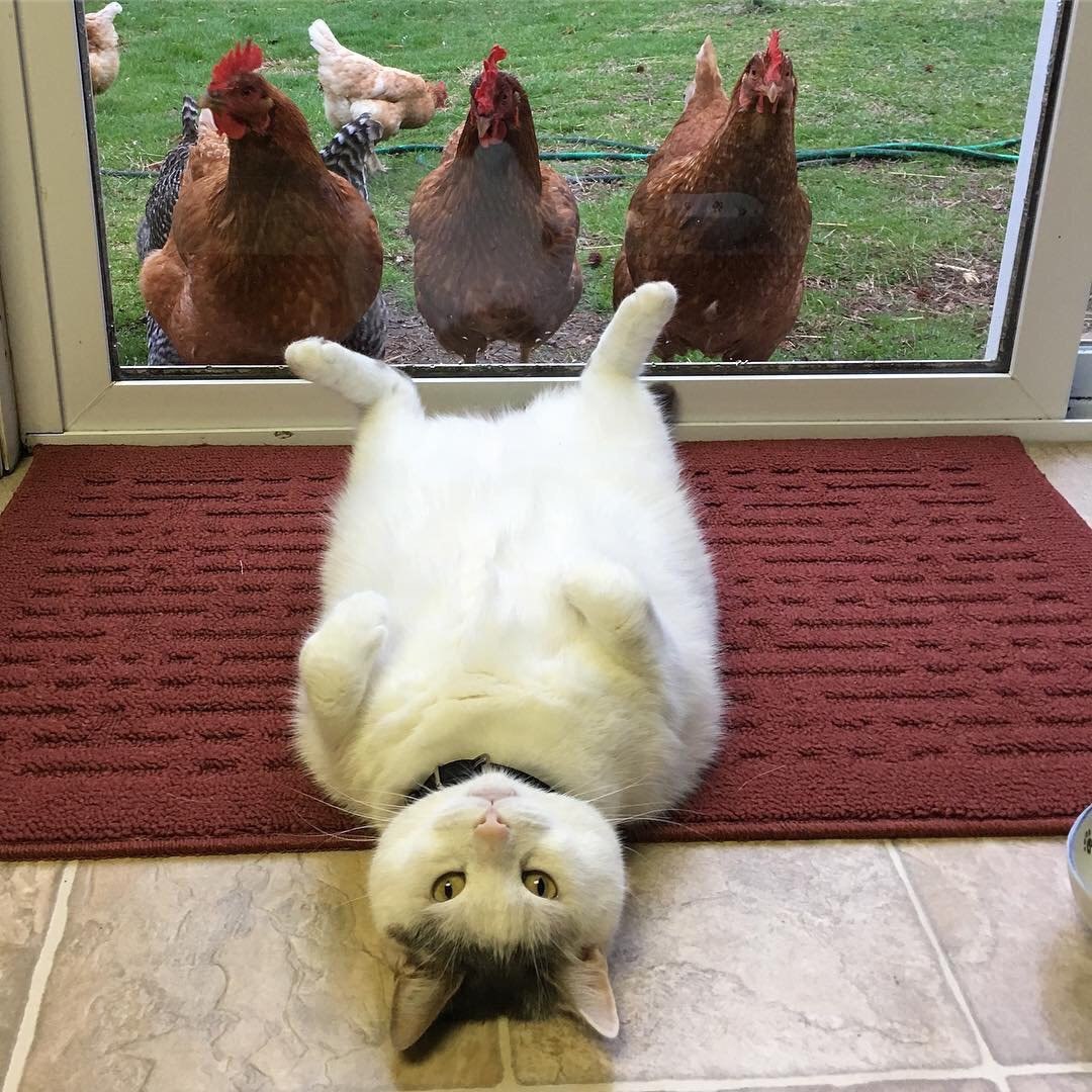 Fat cat in front of chickens — Reaction meme
