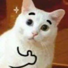 Thumbs up cat — Reaction meme