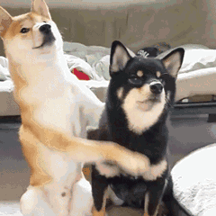Dog Hug Dog — Reaction meme