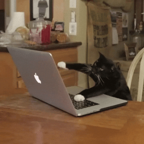 Cat on Laptop — Memes meme