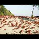 Crab Rave meme template — Templates meme
