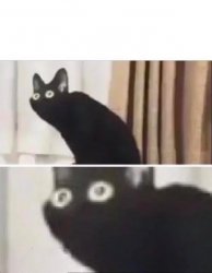 Oh No Black Cat meme template — Templates meme