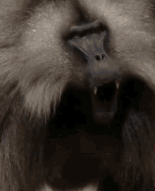 Gelada Baboon Lip Flip / Yawn — Reaction meme